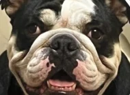 Bugsy