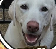 Pearl, White Labrador Retriever at Cotton Hearts