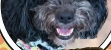 Trinity, Schnoodle at Urban Loft